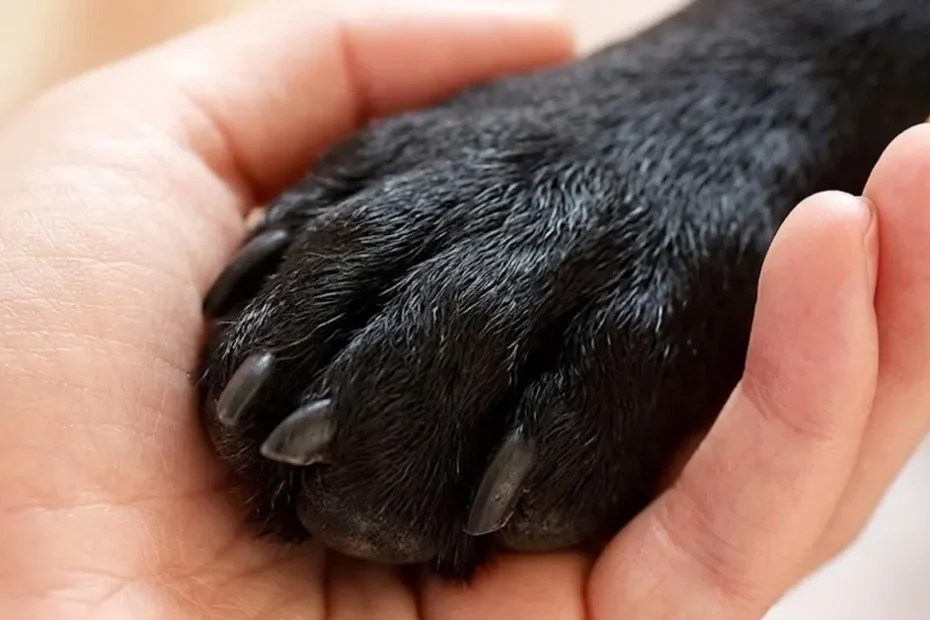 Unhas dos Pets
